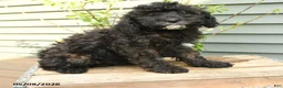Shihpoo dogs for sale: Poppy - Ad 2