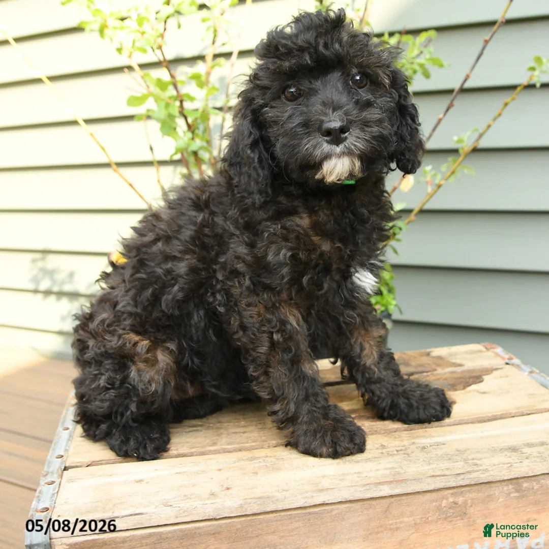 Shihpoo dogs for sale: Poppy - Ad 2
