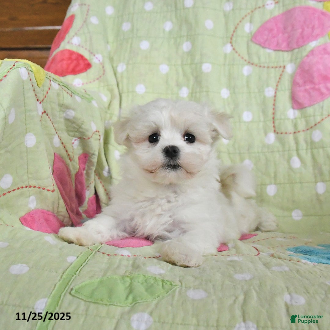 Maltese dogs for sale: Gabriel - Ad 3