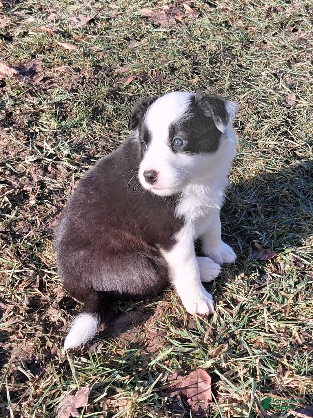 Border Collie dogs for sale: Daisy - Ad 5