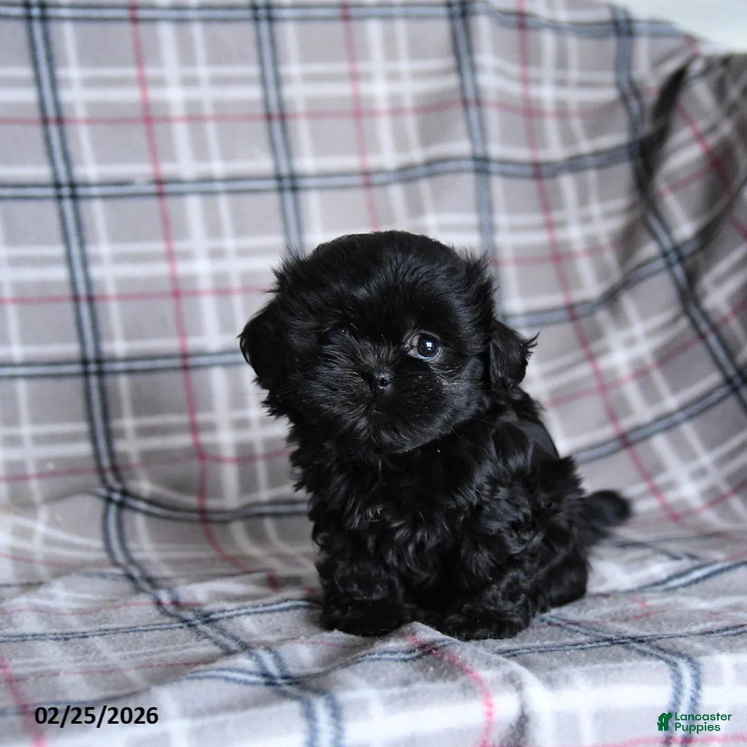 Shih Tzu dogs for sale: Keirra - Ad 4