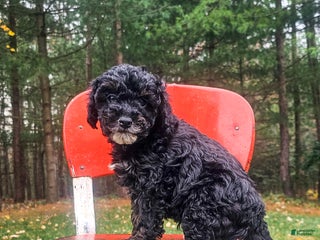 Miniature Poodle dogs Midnight - Ad 25