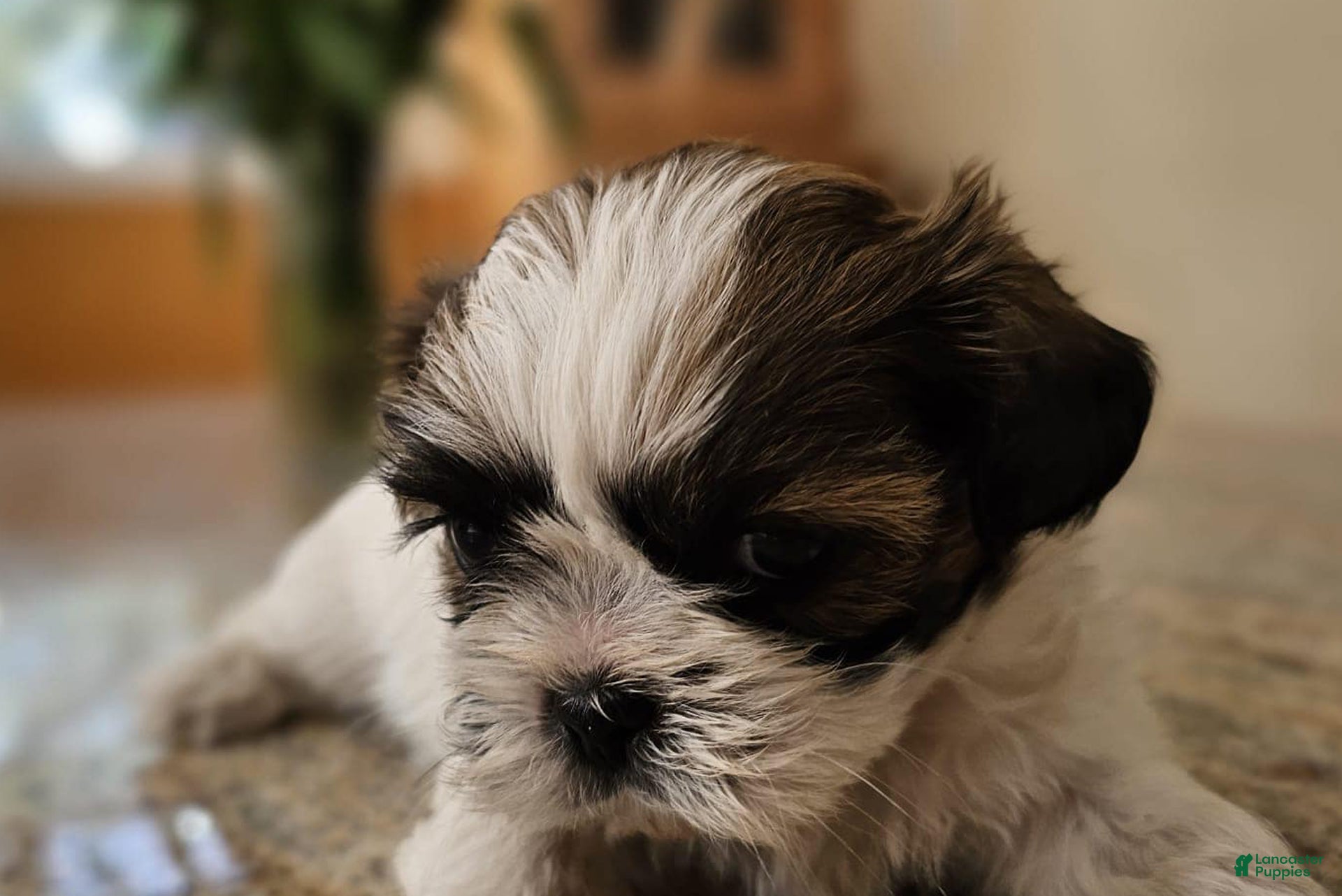 Shih Tzu dogs Ellie - Ad 35