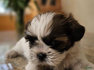Shih Tzu dogs Ellie - Ad 19