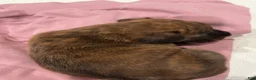 Mixed Breed dogs for sale: Mixed Breed 1 - Ad 3