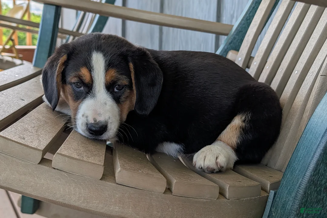 Mixed Breed dogs for sale: Bobby  - Ad 2