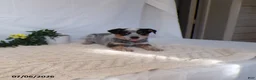 Australian Cattle Dog dogs for sale: Max - Ad 3