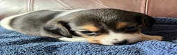 Beagle dogs for sale: Beagle 2 - Ad 12