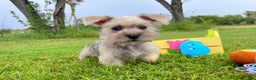 Miniature Schnauzer dogs for sale: Miniature Schnauzer Puppy 1 - Ad 1