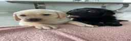 Labrador Retriever dogs for sale: Labrador Retriever 2 Honey  - Ad 7