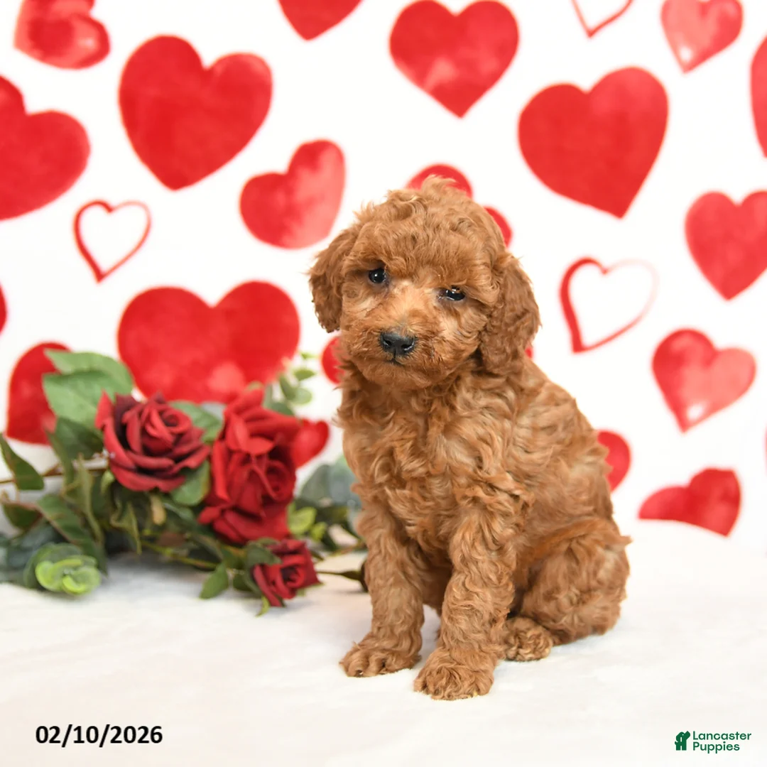 Miniature Poodle dogs for sale: Handsome - Ad 2