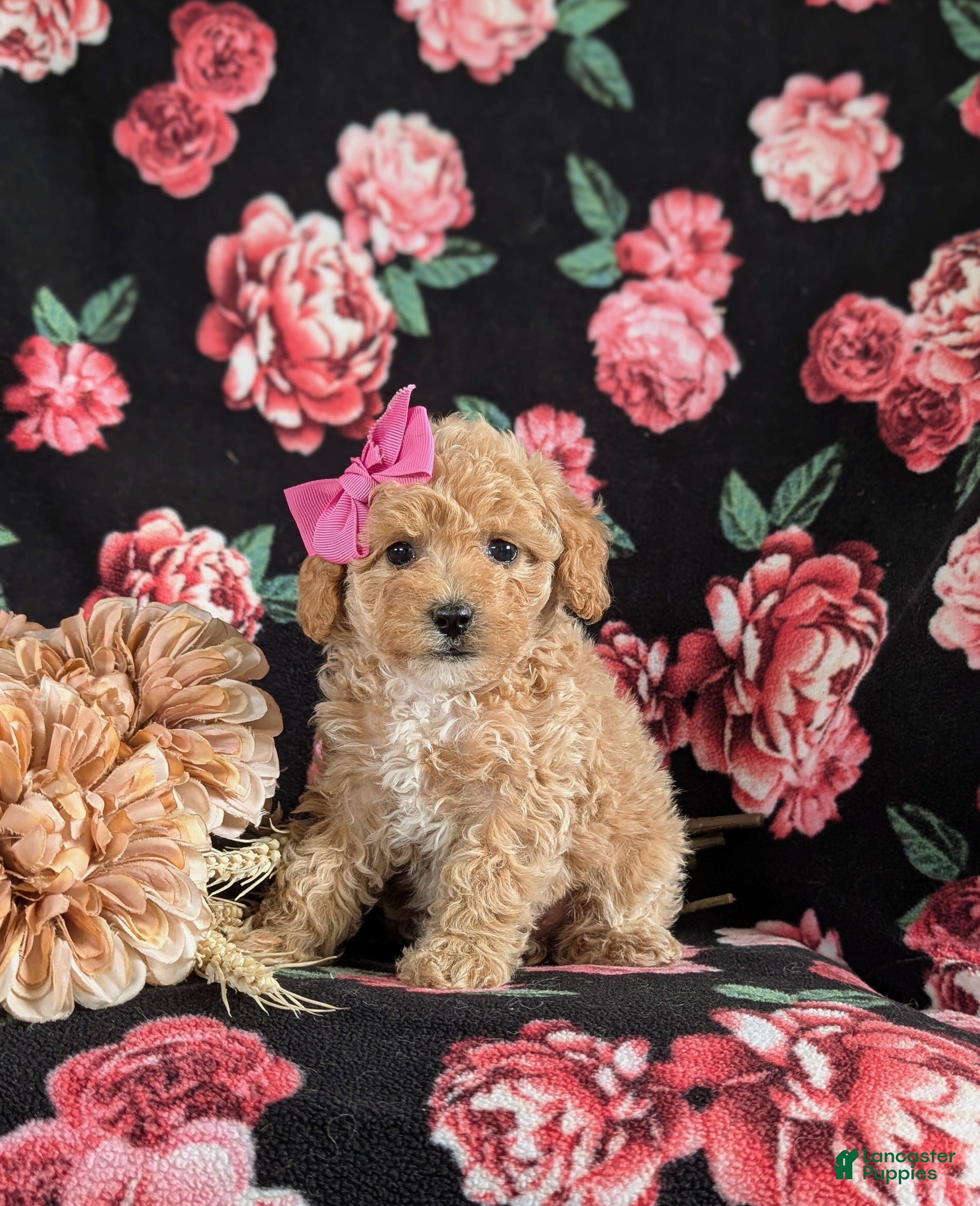 Bichpoo dogs Rori 9 lbs Full Grown - Ad 1