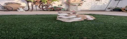 Siberian Husky dogs for sale: Siberian Husky 3 - Ad 2