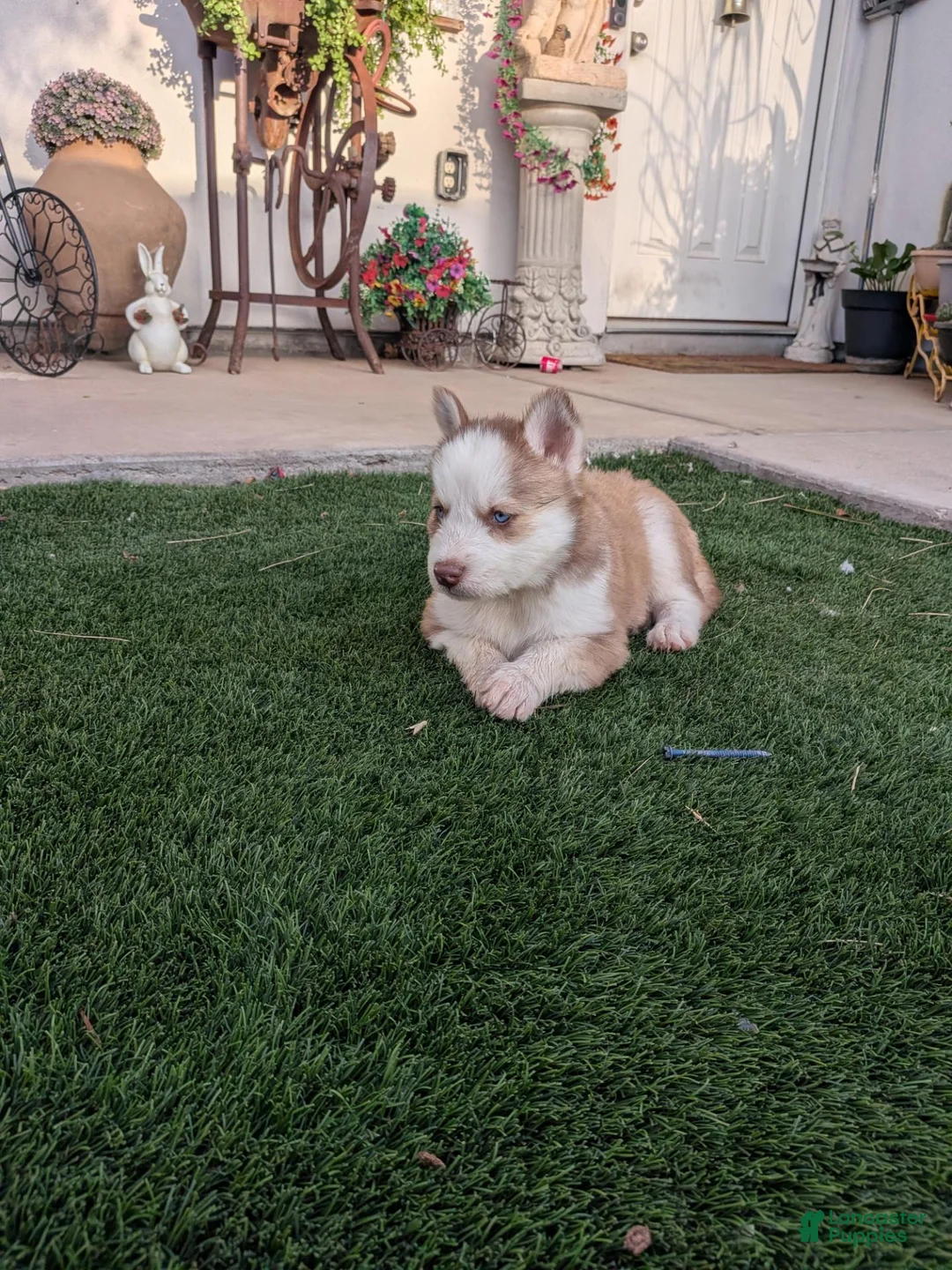 Siberian Husky dogs for sale: Siberian Husky 3 - Ad 2