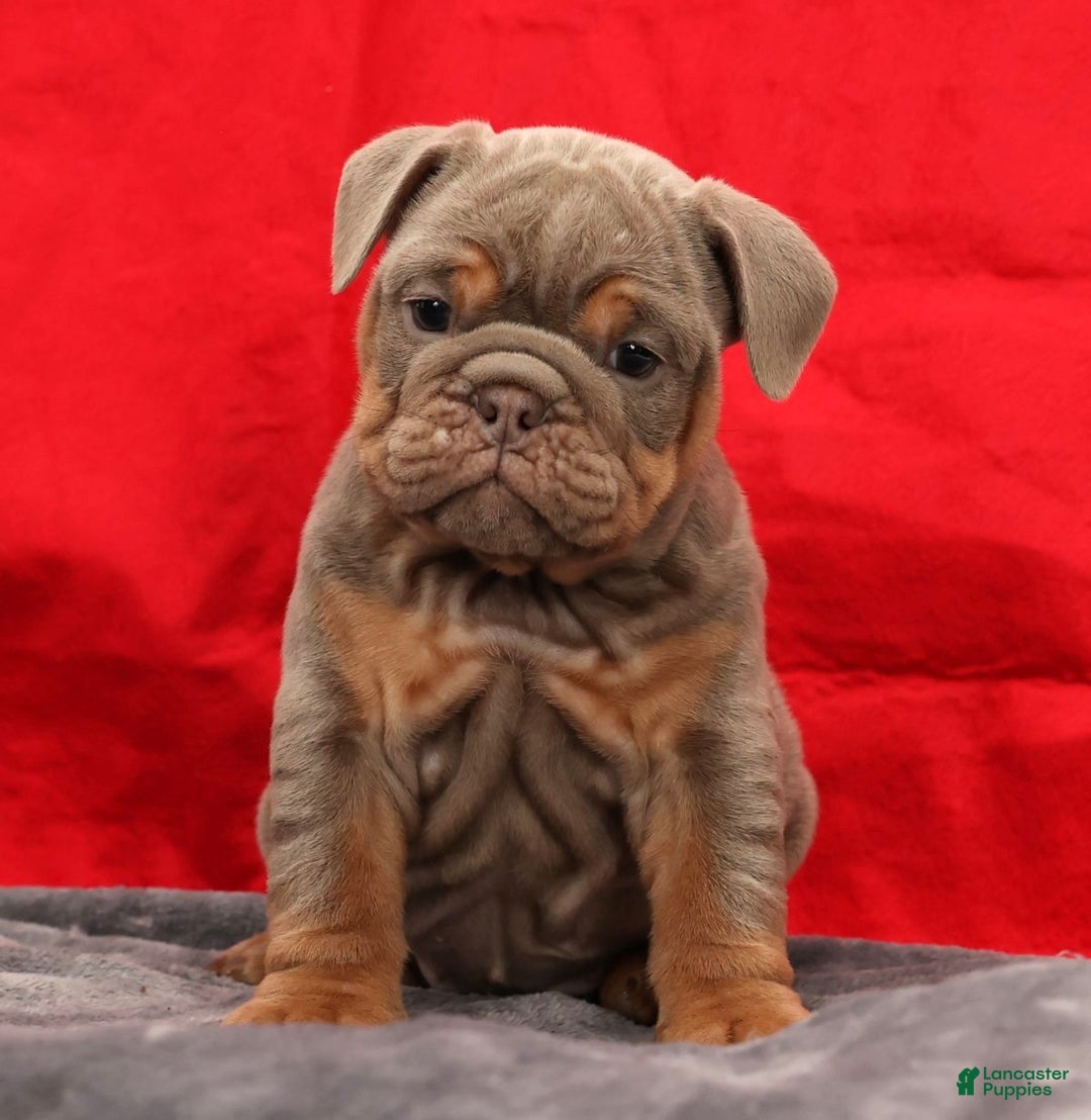 English Bulldog dogs for sale: Simone - Ad 3