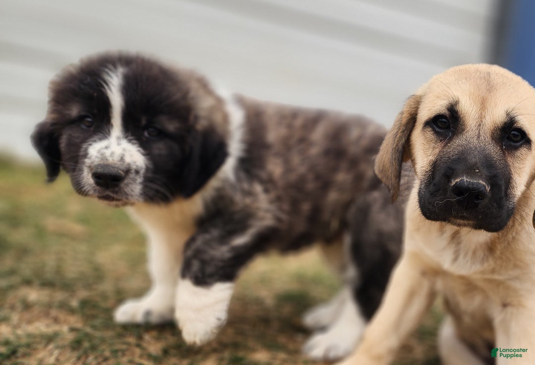 Anatolian Shepherd dogs for sale: Zena 2025 M2 ASD puppy - Ad 18
