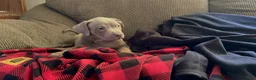American Bully dogs for sale: American Bully 6 - Ad 3