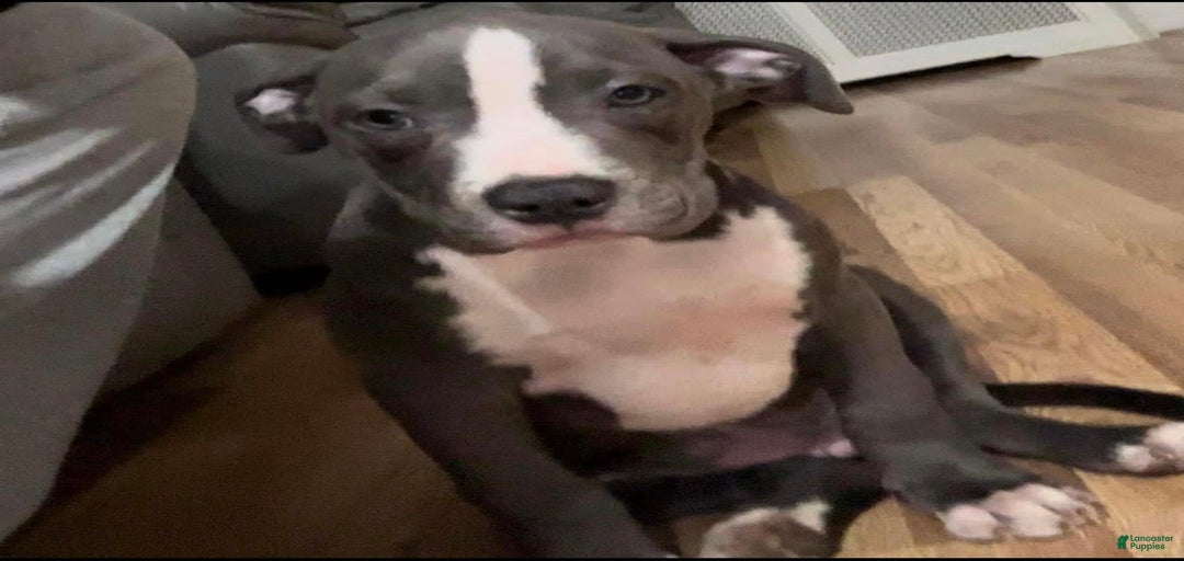 Gallery Image {{count}}