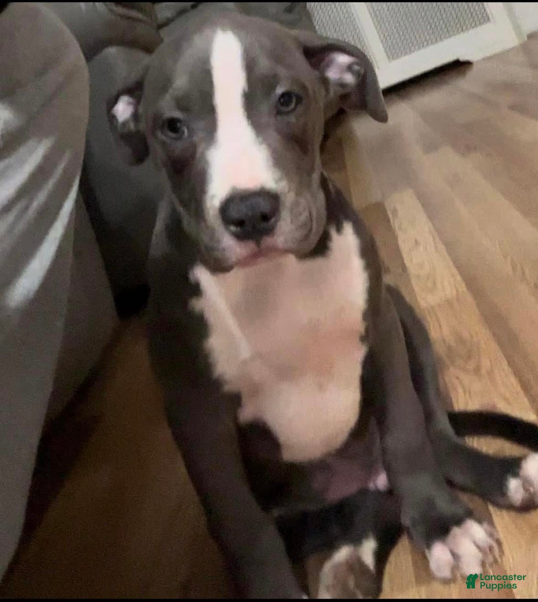 Gallery Image {{count}}