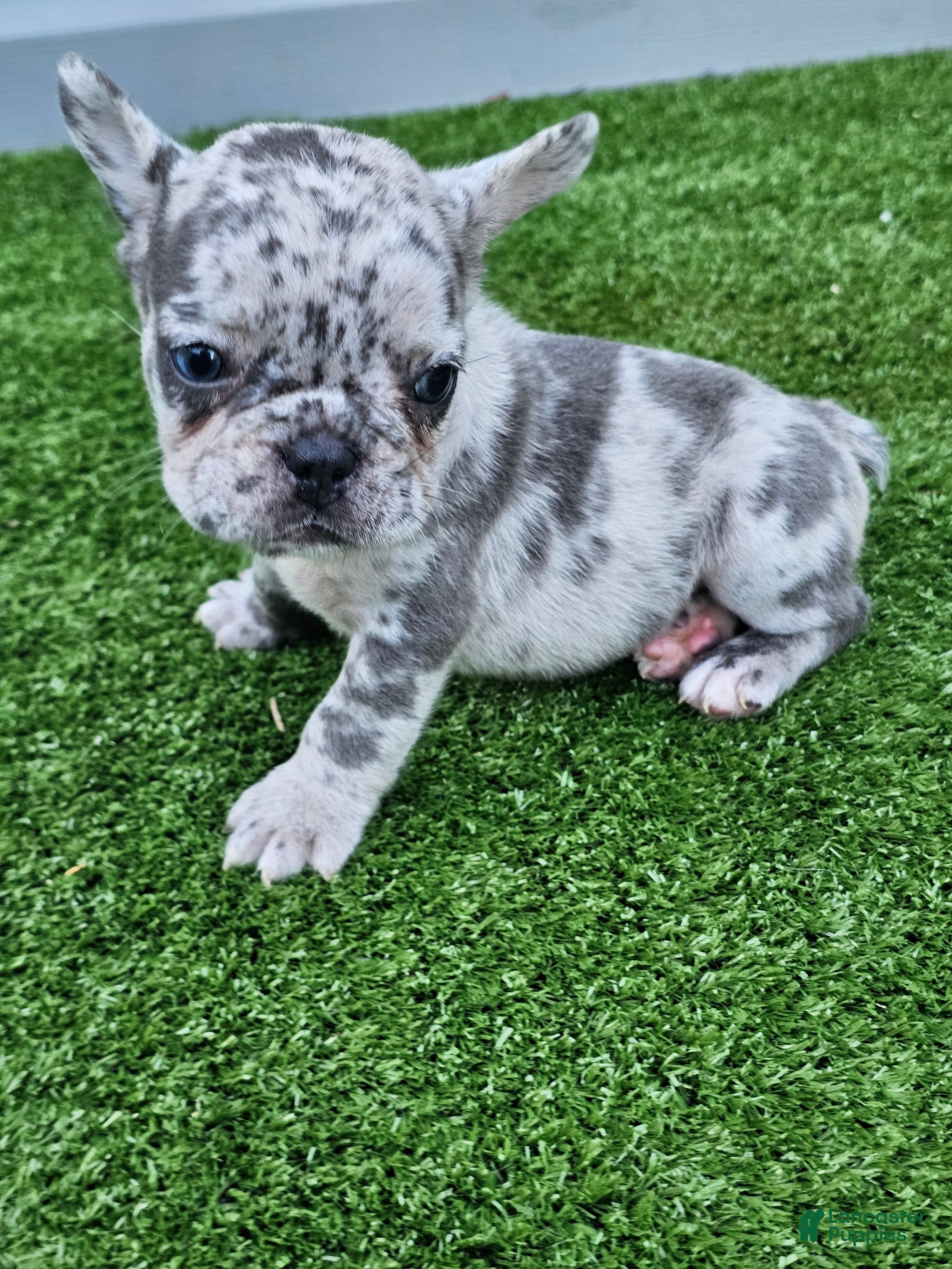 French Bulldog dogs Mango - Ad 2