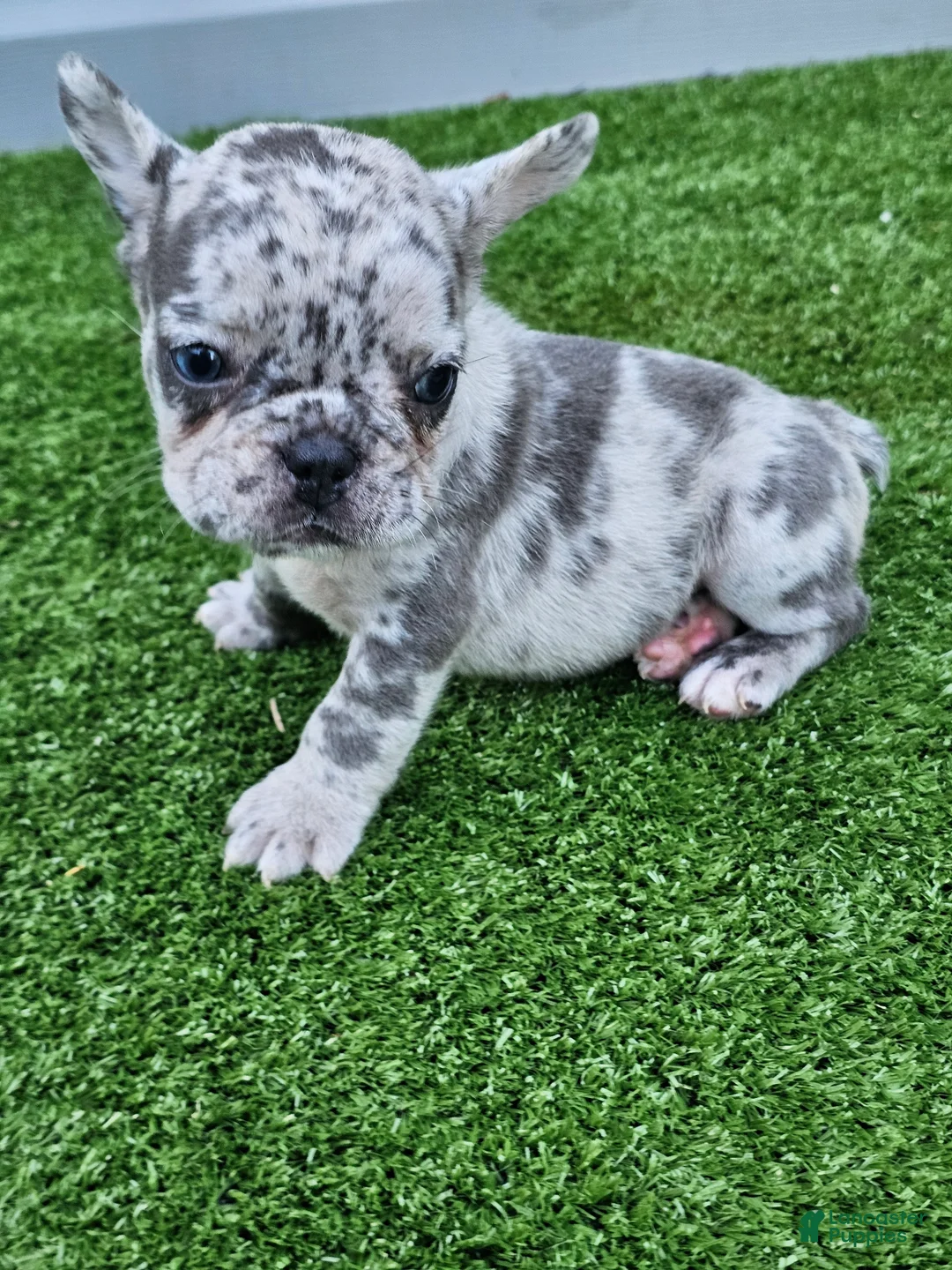 French Bulldog dogs for sale: Mango - Ad 2