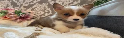Welsh Corgi Pembroke dogs for sale: Stella - Ad 5