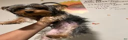 Yorkshire Terrier dogs for sale: Yorkshire Terrier 1 - Ad 1