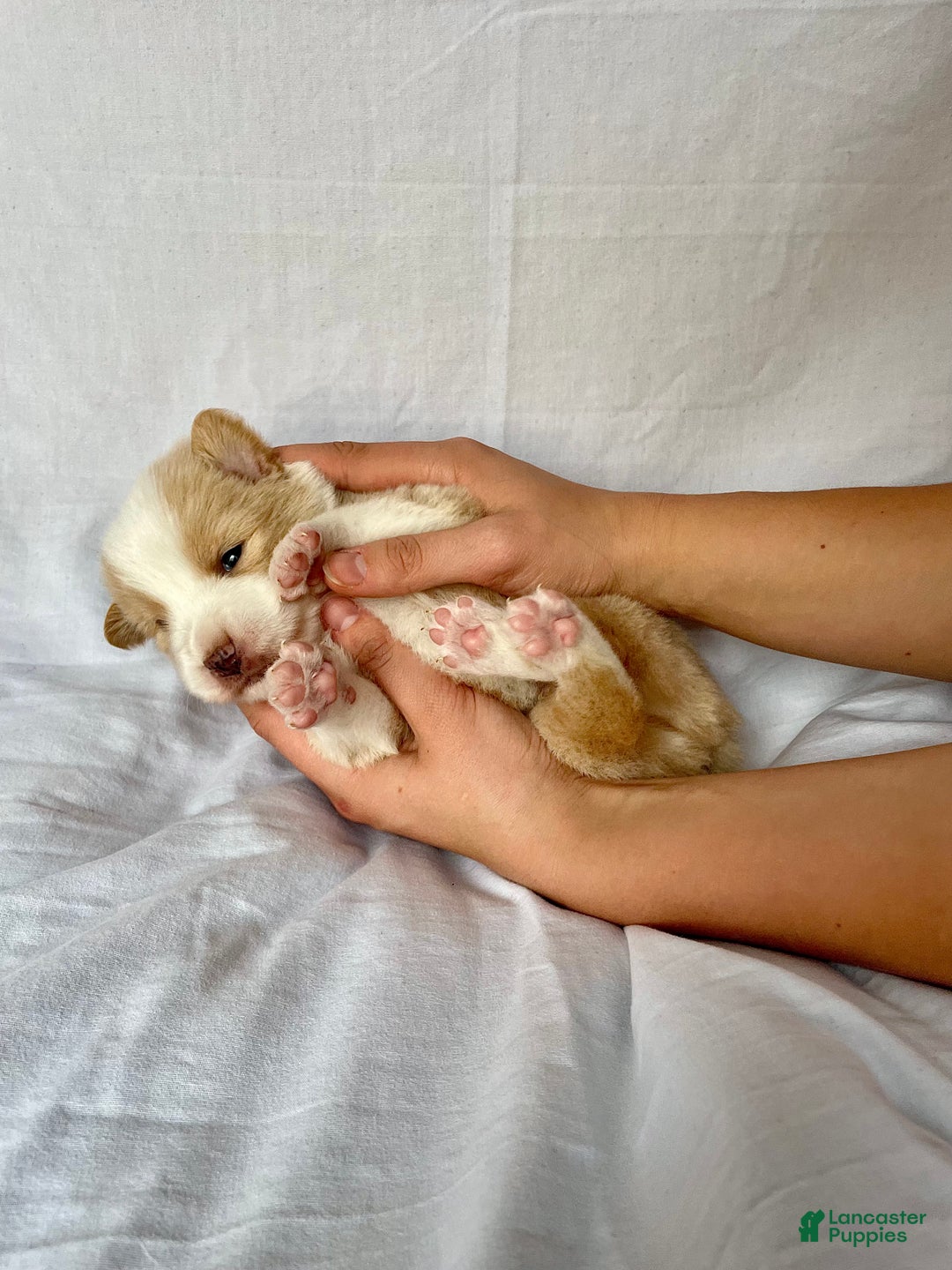 Australian Shepherd dogs for sale: Chance - Ad 10