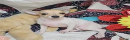 Chihuahua dogs for sale: Leyla Female  - Ad 3