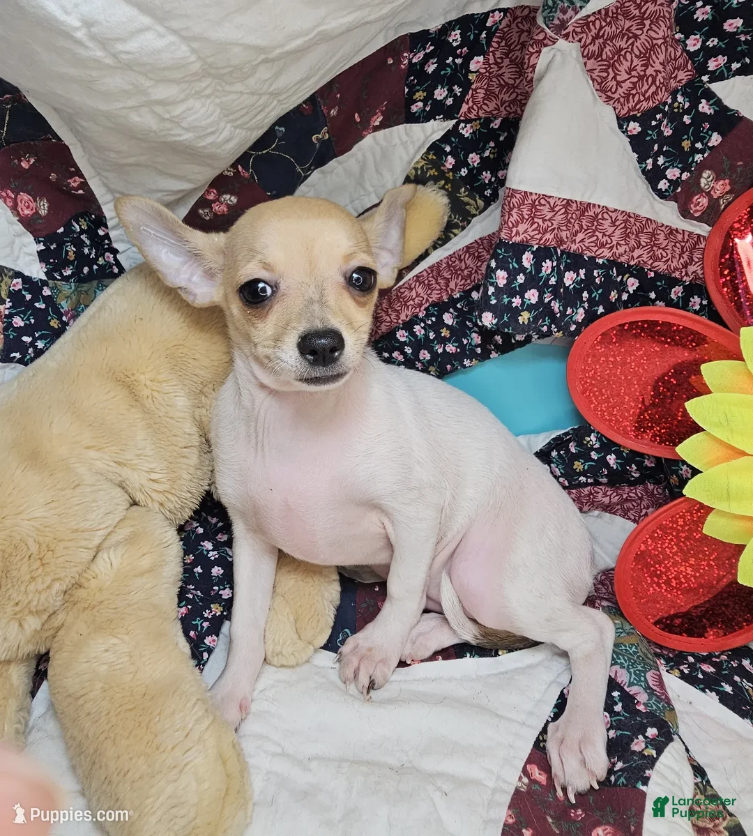 Chihuahua dogs for sale: Leyla Female  - Ad 3