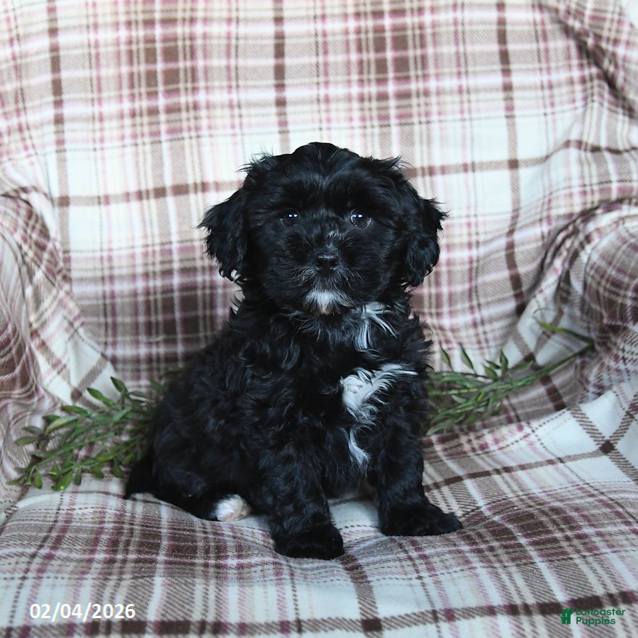 Shihpoo dogs Duncan - Ad 30