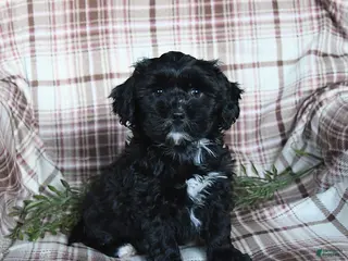 Shihpoo dogs Duncan - Ad 30