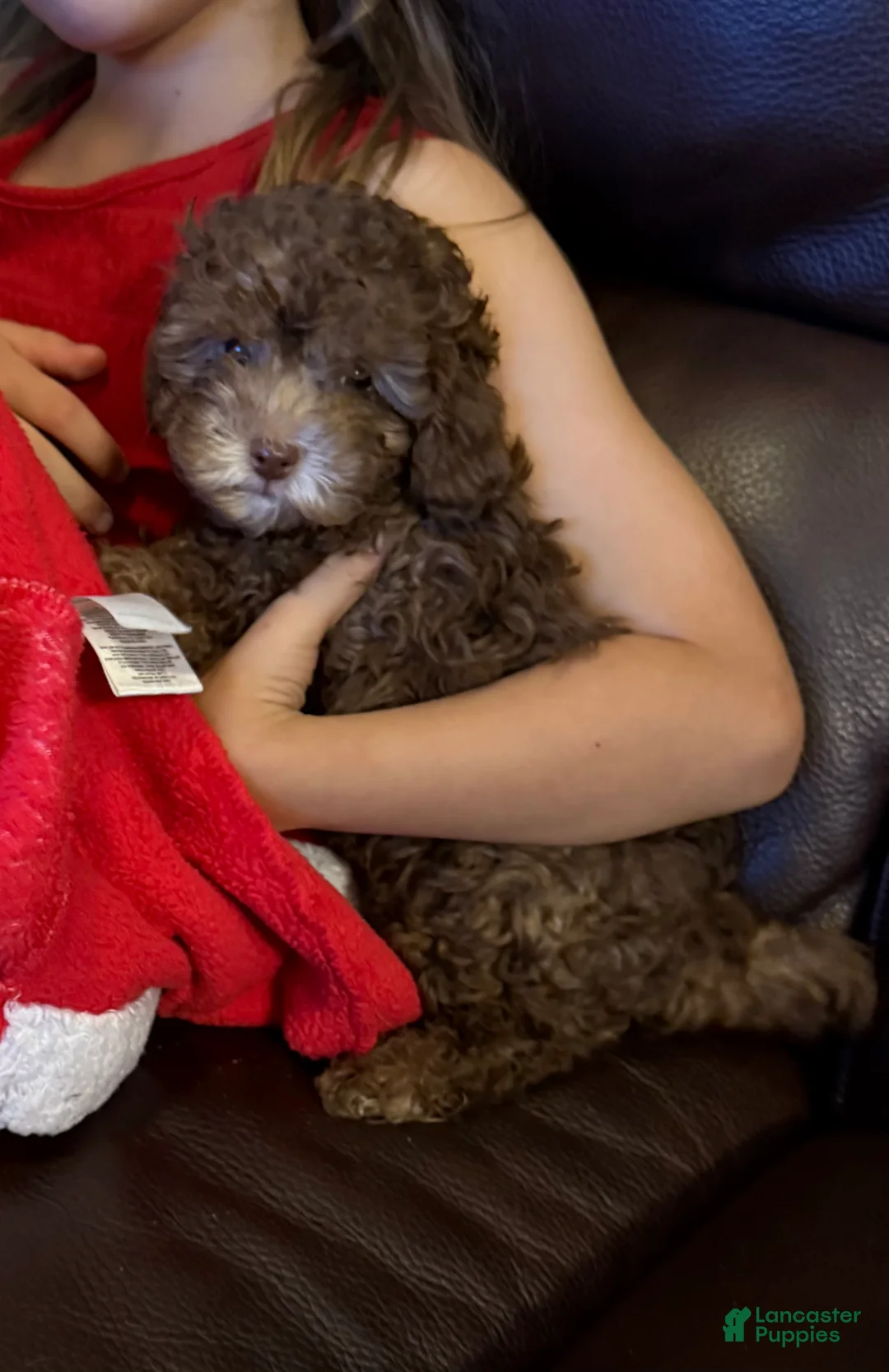 Toy Poodle dogs for sale: Toy Poodle 1 - Ad 1