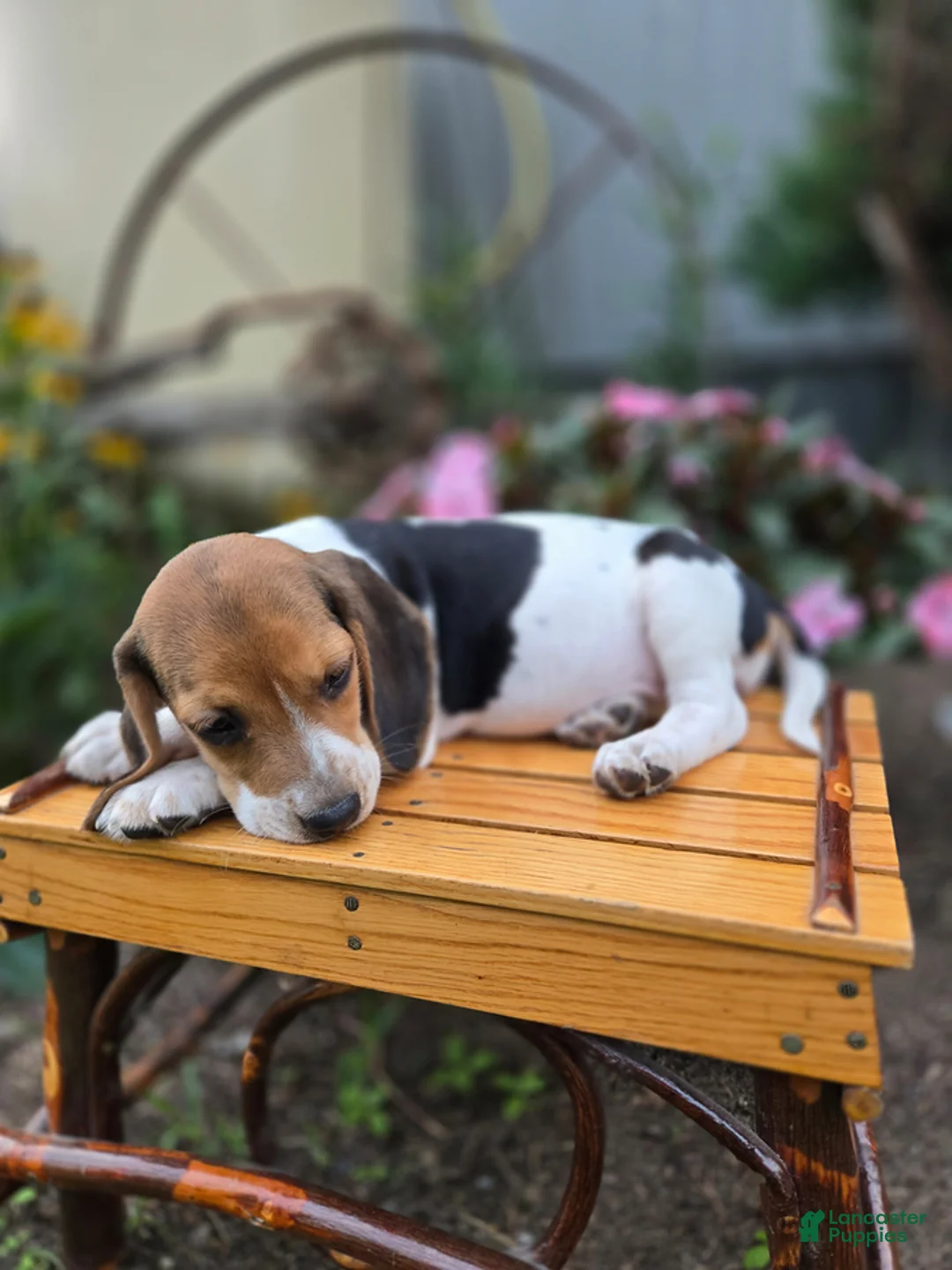 Beagle dogs for sale: Delilah - Ad 4