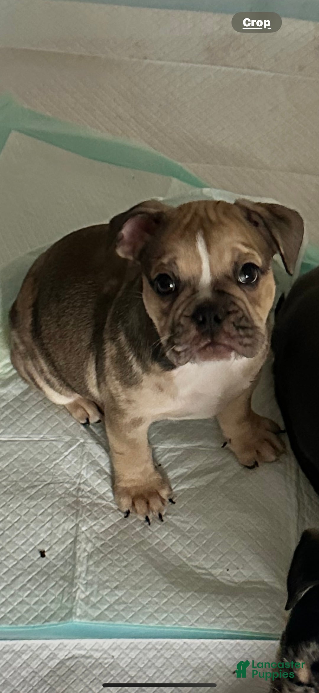 Mixed Breed dogs for sale: Mixed Breed Puppy 4 - Ad 1