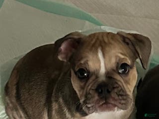 Mixed Breed dogs Mixed Breed Puppy 4 - Ad 25