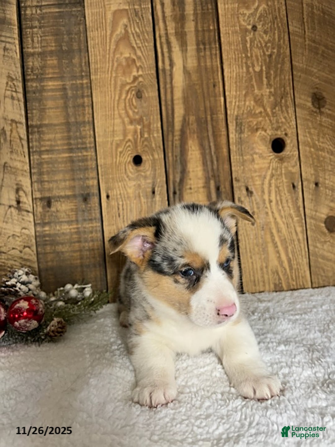 Welsh Corgi Pembroke dogs for sale: Rusty - Ad 2
