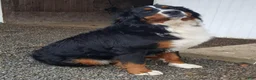 Mini Bernedoodle dogs for sale: Sammy - Ad 11