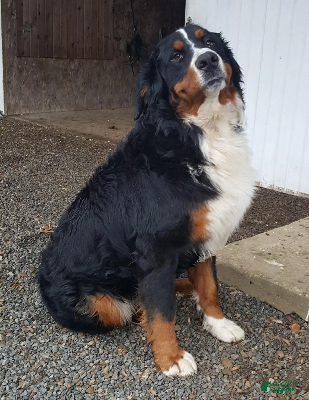 Mini Bernedoodle dogs for sale: Sasha - Ad 9
