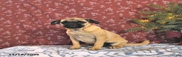 Pug dogs for sale: Goldie - Ad 4
