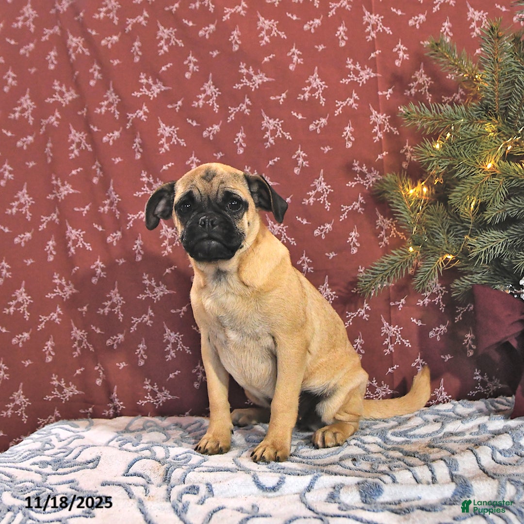 Pug dogs for sale: Goldie - Ad 4