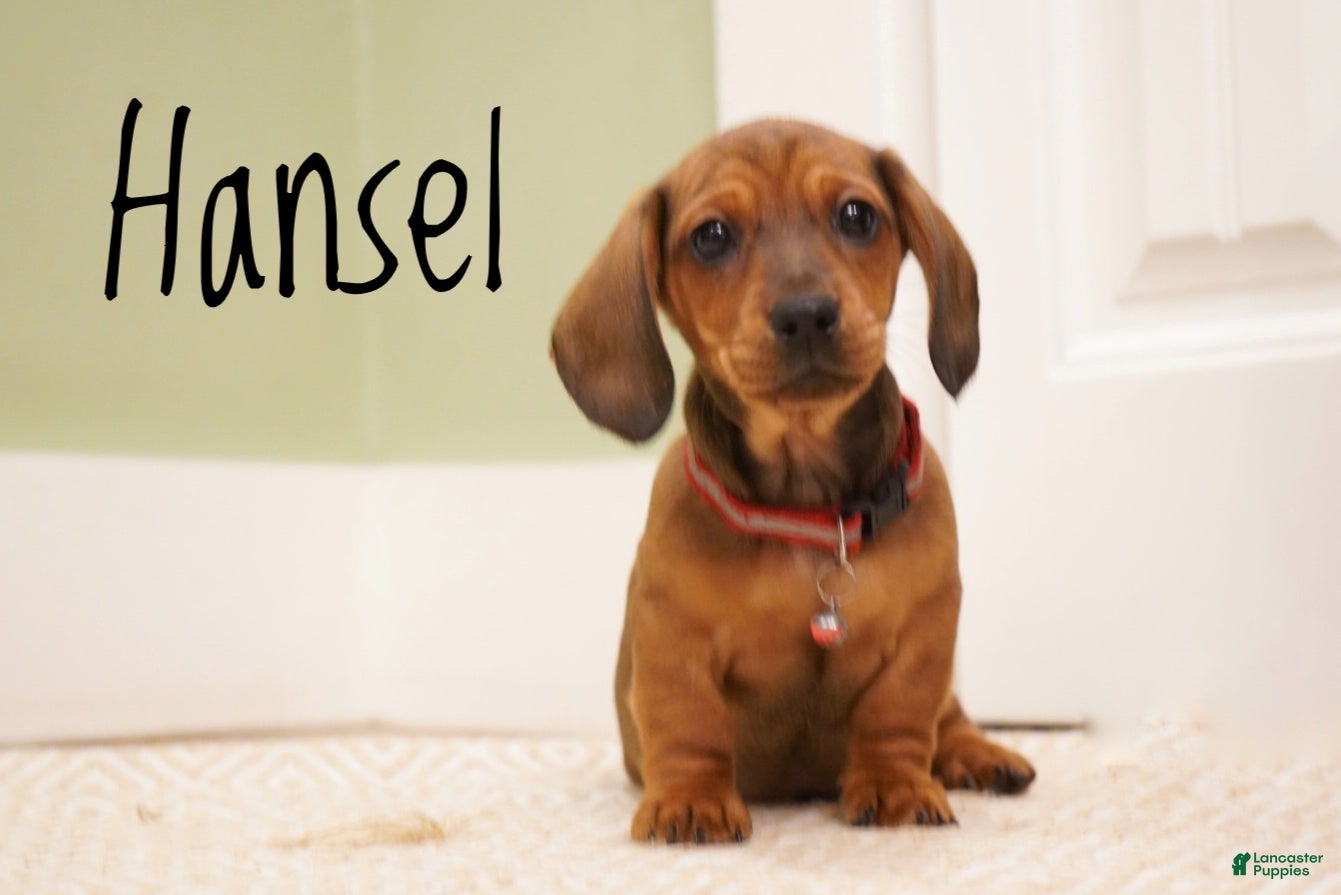 Miniature Dachshund dogs Hansel  - Ad 2
