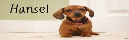 Miniature Dachshund dogs for sale: Hansel  - Ad 2