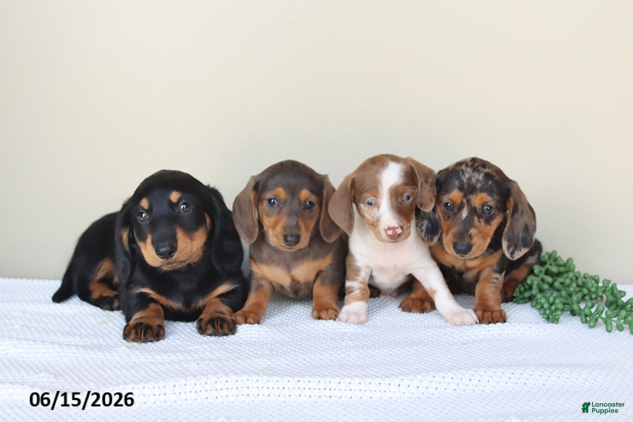 Miniature Dachshund dogs Dolly - Ad 2