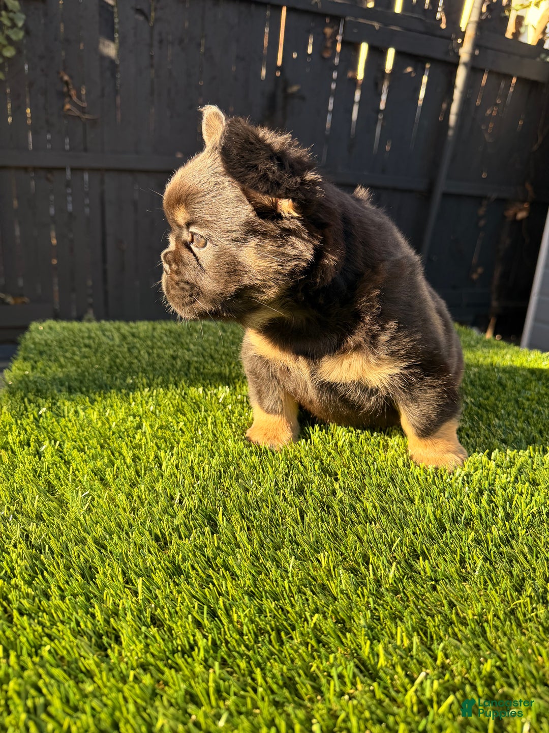French Bulldog dogs for sale: Winter - Ad 2