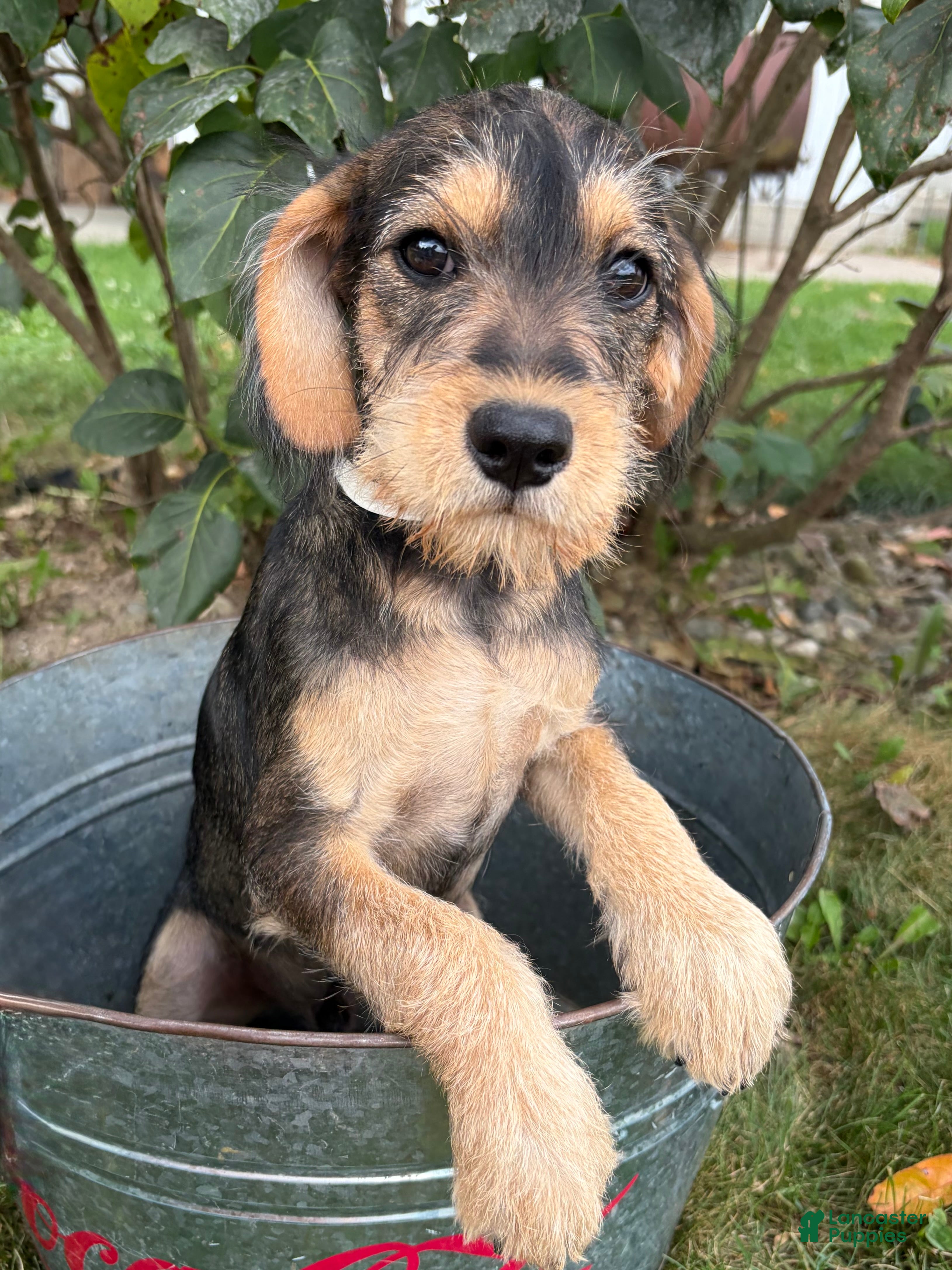 Schnoodle dogs Theodore - Ad 1