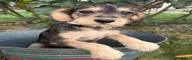 Theodore