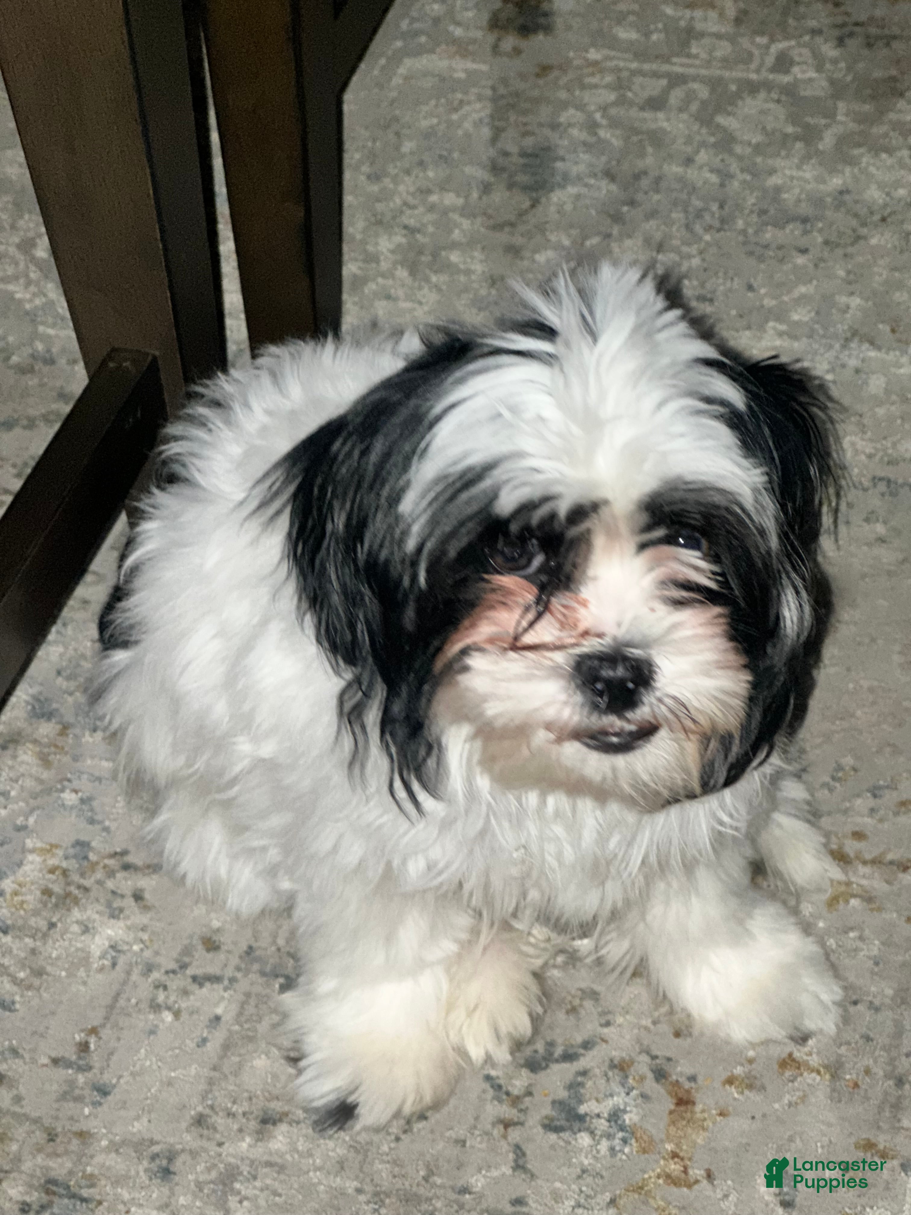 Malshi dogs Malshi Puppy 1 - Ad 1