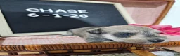 Miniature Schnauzer dogs for sale: Case - Ad 7