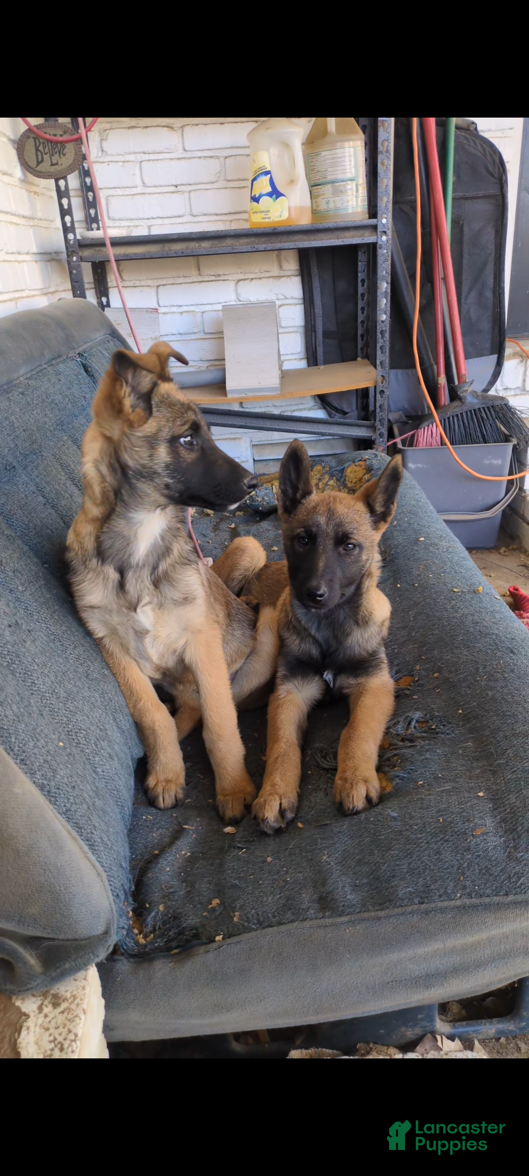 Mixed Breed dogs for sale: Stacy - Ad 1